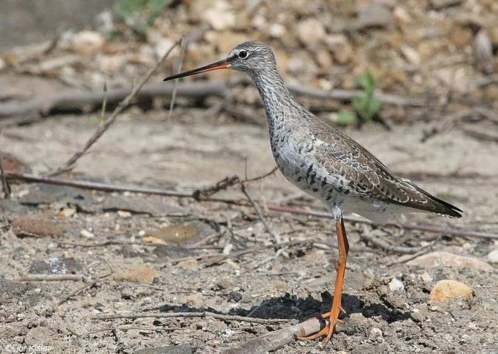      Spotted Redshank  Tringa erythropus                , 2009.: 